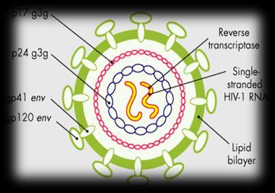 3.13.11. HCV (Hepatit C Virüs) genotiplendirme Lab. Test Kodu: 300294 Çalışma Yöntemi: Hibridizasyon Örneğin Çalışma Zamanı: Hafta içi 08.00-17.