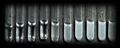 (-20) C de/2 ay, (-80) C de/> 1 yıl Açıklama: B.abortus, B.melitensis ve B.suis için spesifik olan kan serumunda bulunan IgG lerin saptanmasında kullanılır. 3.4.2. Brucella tüp aglütinasyonu (Wright agl.