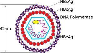 3.5.7. HBe Ag (Hepatit B Virüs e Antijeni) Lab.