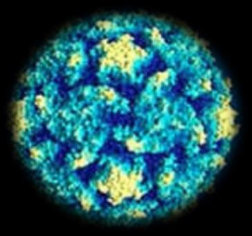 3.5.17. EBV (Epstein-Barr Virüs) VCA IgM Lab. Test Kodu: 300181 Çalışma Yöntemi: ELISA (Enzyme Linked İmmun Sorbent Assay) Örneğin Çalışma Zamanı: Hafta içi 08.00-17.