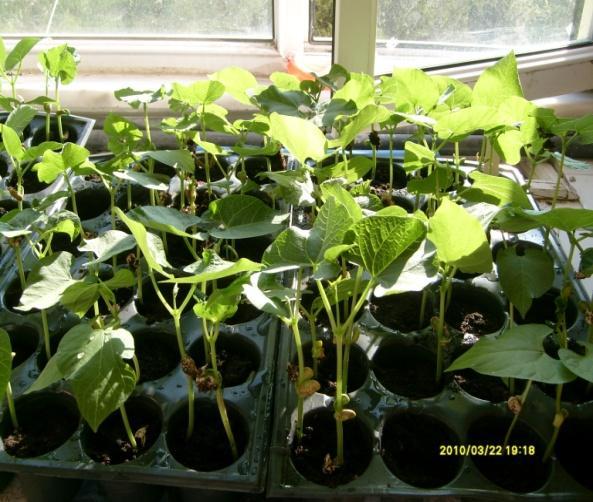 2011 yılındaki denemeler ise kolhisin ve trifluralin çözeltilerine, erken kotiledon aşamasındaki bitkilerin tamamının daldırılması, geç kotiledon aşamasındaki bitkilerin apikal meristemlerine