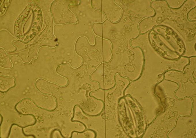 %0,1 kolhisin uygulanmış bitkide in vitro polen