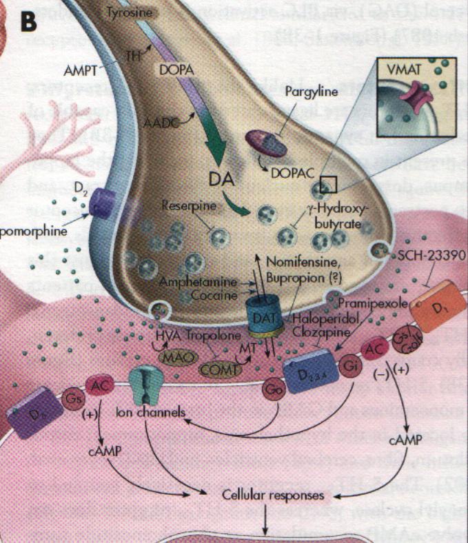 1. HALOPERİDOL: antipsikotik 2. KLOZAPİN: antipsikotik 3. PRAMİPEXOLe: ted. parkinson 4.