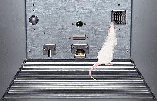 ŞEKİL 7.1 Edimsel davranışın çalışılmasında kullanılan bir laboratuvar düzeneği. Tepki manivelası ve yemek kabı sıçanın arkasındadır. Sniffy the Virtual Rat, Version 4.5 1996 University of Toronto.