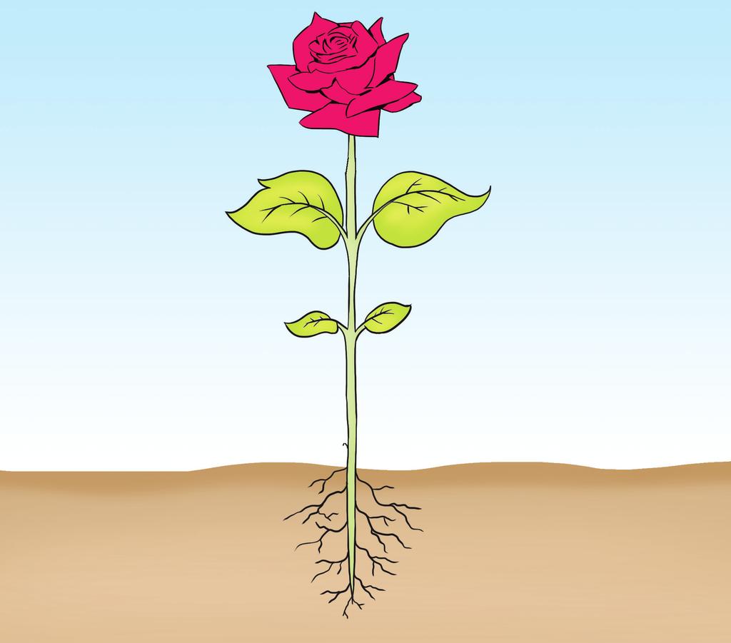 BİTKİLER ETKİNLİK 2 Aşağıdaki modelde çiçekli bir bitkinin kısımları gösterilmiştir. Gösterilen kısımların isimlerini ve görevlerini kısaca yazınız. Çiçek... Görevi:... Bitkinin üremesini sağlar.
