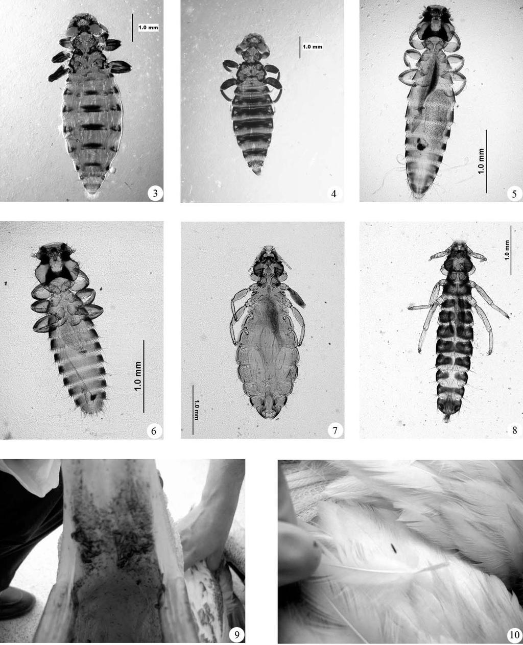 Beyaz pelikanlarda Mallophaga türleri Şekiller 3. Piagetiella, dişi; 4. Piagetiella, erkek; 5. Colpocephalum eucarenum, dişi; 6. Colpocephalum eucarenum, erkek; 7.