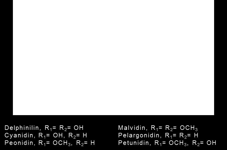 Tetranitro çinko fitalosiyanin moleküllerinin, çözelti içerisindeki derişim artışı ile flüoresans yayınımının arttığı ve 385 nm dalga boyuna denk gelen uyarma enerjisinde üç farklı soğurma bandı