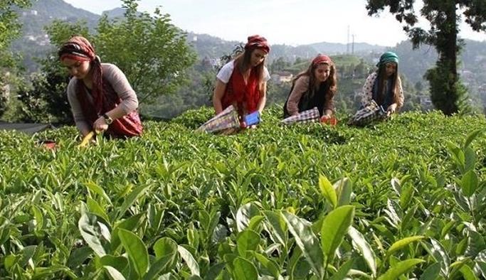 Çay bitkisinde sürgün uçlarından taze olarak koparılan iki yaprakla bir tomurcuk, nitelikli çay üretiminde kullanılmaktadır.