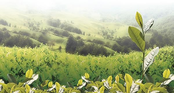 Organik Çay Organik çay üretimi, ilk olarak 1986 yılında Sri Lanka da gerçekleşmiştir.