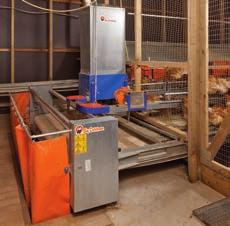 Tünek alanının doğru tasarımı (genişlik ve yükseklik); tünek alanı aracılığıyla altlık alanını terk ettiklerinde, tavukların kolayca folluğa ulaşabilmeleri için önemlidir.