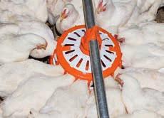 Avantajlar Broyler damızlık kümesinin görünümü: tabak yemleme sistemi ReproMatic kullanımı 4 tabak çevresinde tavukların dairesel olarak düzenlenmesi, doğrusal bir kanala kıyasla, yemleme sisteminin