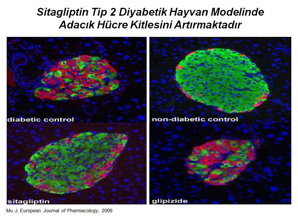 DPP4-i : beta hücre proliferasyonu, neogenezi, apopitozisi inhibisyon.