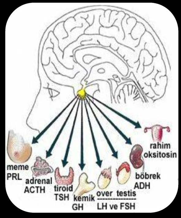 Meme Cerrahisi Kadının yaşamı boyunca hormonal düzeydeki değişiklikler, memenin fiziksel ve anatomik