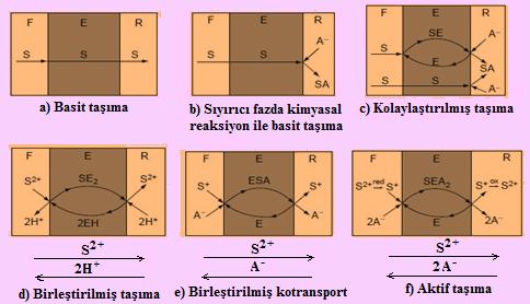 olarak bazı karboksilik ve amino asitlerin (Schlosser ve Sabolova, 1999; Wodzki ve Nowaczyk, 2002), fenolün (Schlosser ve diğ., 1993) ksilen, dekanolle taşınmaları verilebilir (Kislik, 2010). Şekil 2.