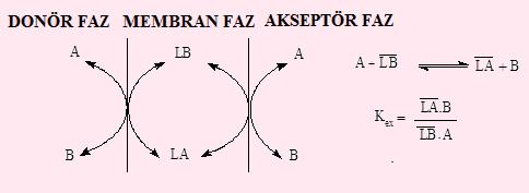 Şemadaki taşıma mekanizmasına göre, MX şeklindeki tek değerlikli bir katyon tuzu M + =X - =A0 şeklinde yazılır ve bu ifade (2.