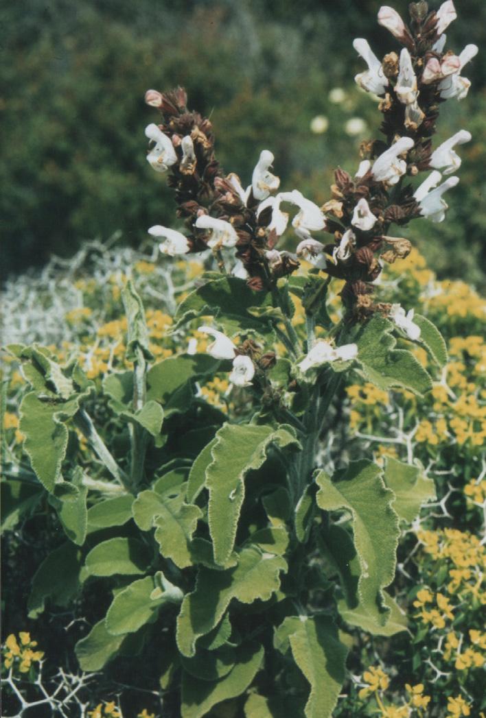Ankara Ecz. Fak. Derg., 36 (2) 87-104, 2007 95 Foto 14. Salvia fruticosa (Fotoğraf: M.Koyuncu) Salvia sp. Elimizdeki numune sadece dal ve yapraklardan oluşmaktadır. Çiçek durumu mevcut değildir.
