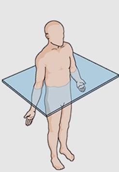 Anatomik Düzlemler Planum Horizantale (Horizantal Düzlem) Yere paralel olarak vücudu alt ve üst kısımlara ayıran