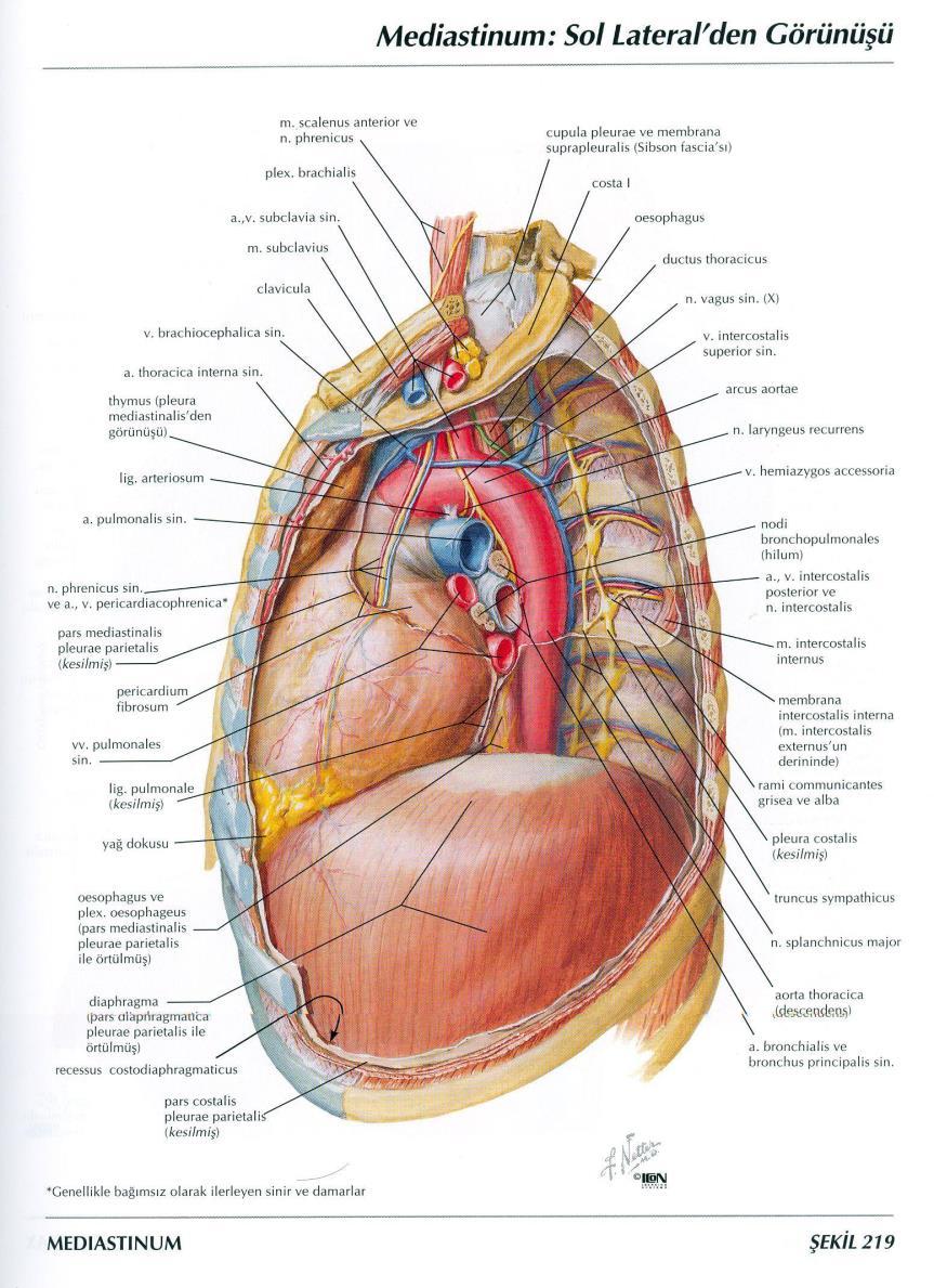 Anatomik Terimler Planum Sagittale (Sagittal Düzlem) Planum Frontale