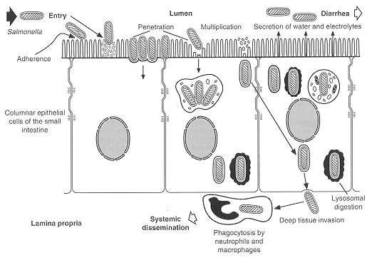 14 doğal bağırsak florasının bozulmasına bağlı olarak bakteriyel virülensin arttığı bildirilmektedir (Holmberg ve ark., 1984).