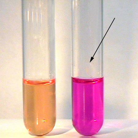 45 - + Resim 2.5. Üreaz testi 2.2.3.2. Aglütinasyon Testi Biyokimyasal test sonuçları pozitif veya şüpheli olan örneklerden polivalan Salmonella antiserumu (Difco, Kat.Nr.