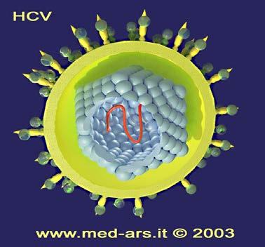 HCV Tedavisinde Çeyrek Yüzyıl: 1986