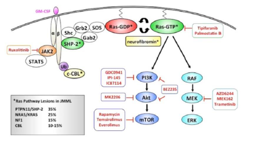 YENİ TEDAVİLER-HEDEFE YÖNELİK TEDAVİ JMML de RAS/MAPK yolaklarında genetik ve epigenetik değişiklikler Epigenetik ajanlar: 5-azasitidin: DNA metiltransferaz inhibitörü, hipometile edici ilaç