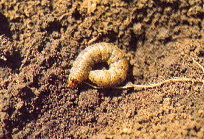 Bozkurt (Agrotis spp.