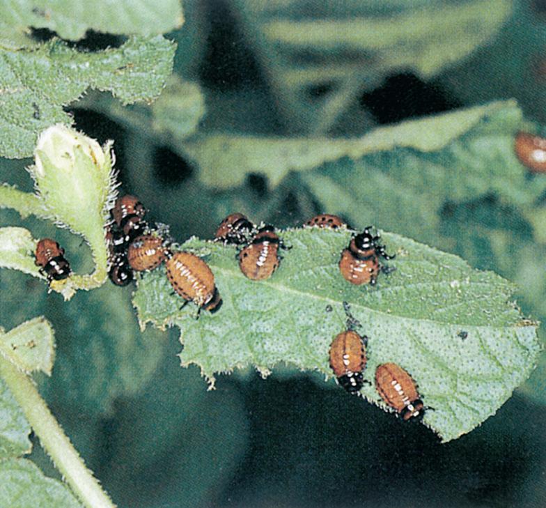 Yaptığı zararın yanında,patates X virüsünün, Patates halka çürüklüğünü meydana getiren Corynebacterium