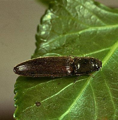 Telkurtları (Agriotes spp.