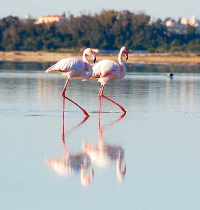 Yeni dönemde kuş gözlem noktaları ve dinlenme alanlarıyla Gülseren Göleti doğal