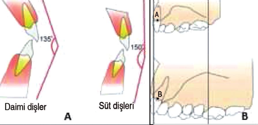 gelişimsel boşluklar daimi kesici dişlerin arkta uygun yer bulmasında kullanılmaktadır.