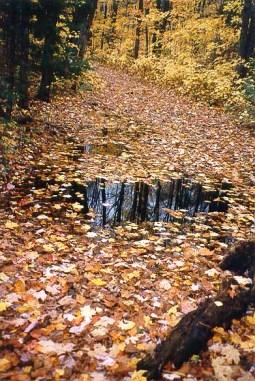 sazlıklar Fundalık karakterinde olan su basar ağaçlıklar, sazlıklar ve bataklıkları kapsar.