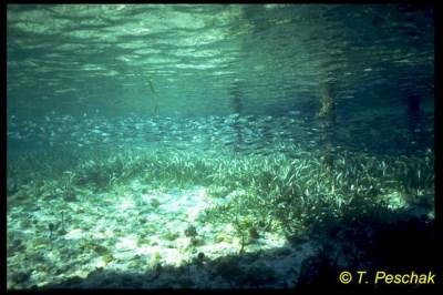 denizel söğütlükleri kapsar mercan resifleri kayalık denizel sahiller; kayalık