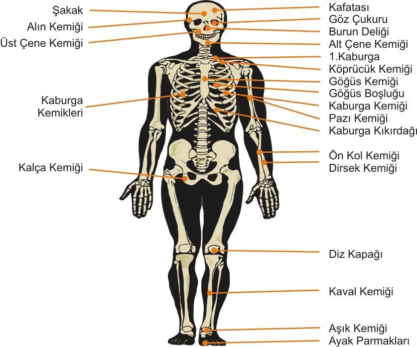 Şekil 1.5 de görüldüğü gibi insan iskelet sistemi çoğunlukla kemiklerden ve biraz kıkırdaktan oluşur.