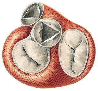 1 2 4 3 1-Valva trunci pulmonalis, 2- Valva aortae 3- Valva