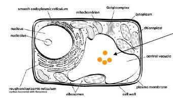3. Sitoplazmik korunma reaksiyonları? zayıf patojenler sitoplazma granüllenir ve (Peroksizomlar) oluşur misel ölür ve enfeksiyon az