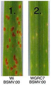 Identification of wheat leaf rust resistance gene