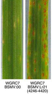 a b plant seq 80-120nt Barley stripe mosaic virus
