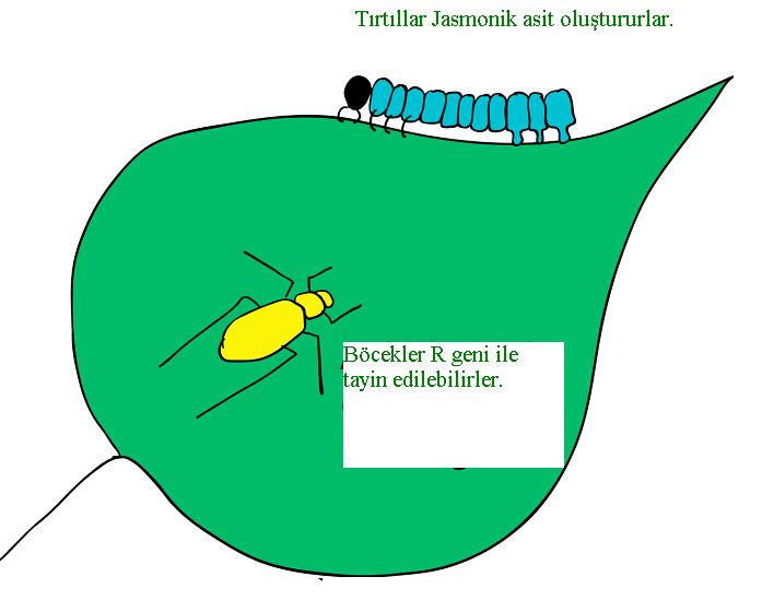 Jasmonik asit (JA)/ etilen yolu Bitki immünitesinde görev yapan uçucu bir bitki hormonudur. JA sentezi ot yiyicinin yaralaması ile uyarılır.