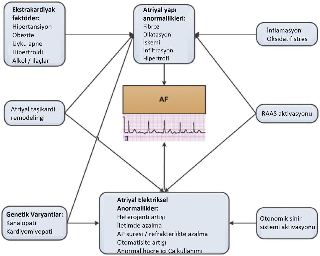 Atriyal Fibrilasyon Chapter 16