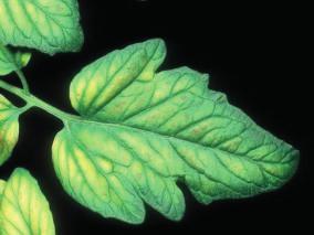 Yaprak damarları yeşil kalırken, damarlar arası renk açık yeşil, sarı hatta beyaza döner. Magnezyum Noksanlığı Magnezyum noksanlığı protein sentezini engellemektedir.