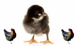 ATAK-S CİVCİV ATAK-S civciv Türkiye nin yumurtalık tavuk ırkıdır. Ortalama 18 20. Haftasında yumurtaya girmektedir. Bu salma tavukçulukta 19 ila 21 hafta olarak değişebilmektedir.