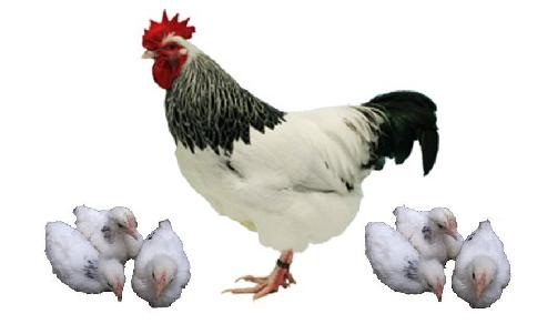 SUSSEX Sussex Etlik ve Yumurta tavukları, İngiltere de bilinen en eski tavuk türüdür. Hem et hem de yumurta tavuğu olarak, çift yönlü beslenebilen tavuklardandır.