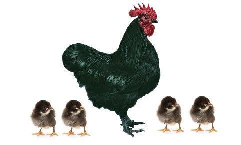 AUSTRALORP Australorp Avustralya orijinli bir tavuk cinsidir. Özellikle yumurta üretimi amaçlı geliştirilmiştir.