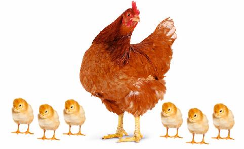 LOHMAN BROWN LOHMAN BROWN tüm dünyada kullanılan en verimli ve en ticari kırmızı yumurta ırkların başında gelmektedir. Salma ve kümes tavukçulukta tüm dünyada en çok kullanılan başlıca ırktır.