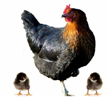 ATAK-S ATAK-S ırkı ANKARA TAVUKÇULUK ARAŞTIRMA ENSTİTÜSÜ (TAE) tarafından geliştirilen yüksek verimli yumurta ırkı olup salma ve kümes tavukçuluk için ideal ırklardan biridir.