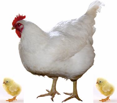 LİGORİN LİGORİN ler Dünya üzerinde beyaz yumurtacı olarak en çok bilinen ve kullanılan yumurta tavuğu ırkıdır. Yumurta ırkları arasında en fazla verim alabileceğimiz ırktır.