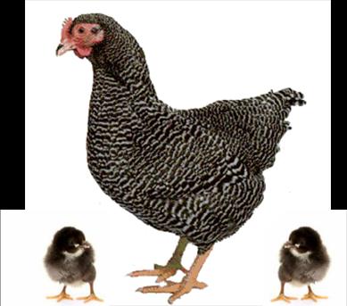 PLYMOUTH PLEYMUT ırkı salma tavukçuluğa en uygun ırktır. Zorlu hava koşullarında ve bakımsız kümeslerde yumurta vermeye dayanıklıdır.