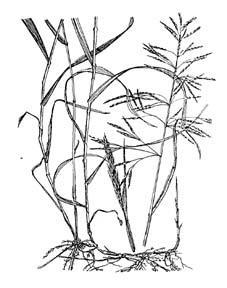 Şekil 4.5. Bromus inermis Leysser Kılçıksız Brom (http://ohioline.osu.edu/b762/images/b762_11.jpg) 1.4. Cynosurus cristatus L. Crested Dog s Tail - Sorguçlu Tarak Otu Avrupa nın doğal türüdür.