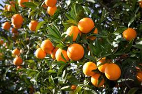 Türkiye de portakal üretimi yapılan iller arasında 1.